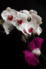 orchidea